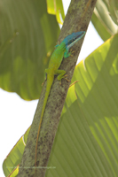 Anolis allisoni (Anolis allisoni)