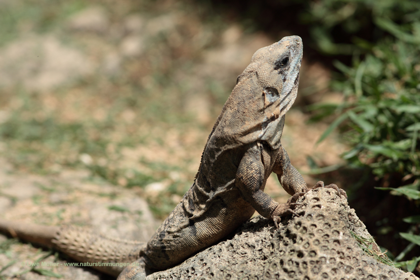 Gemeiner Schwarzleguan (Ctenosaura similis)