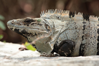 Gemeiner Schwarzleguan (Ctenosaura similis))