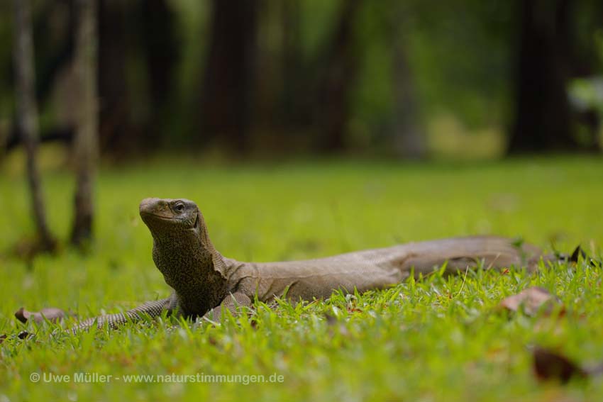 Bengalenwaran (Varanus bengalensis nebulosus)