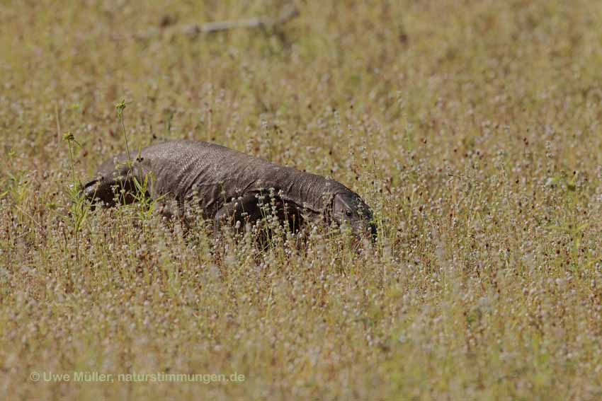 Bengalenwaran (Varanus bengalensis nebulosus)