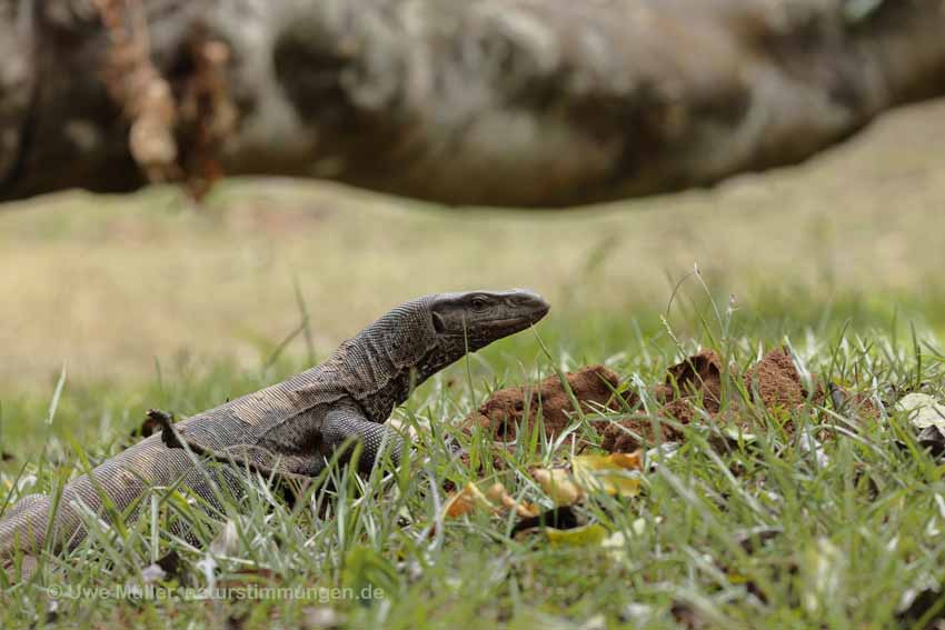 Bengalenwaran (Varanus bengalensis)