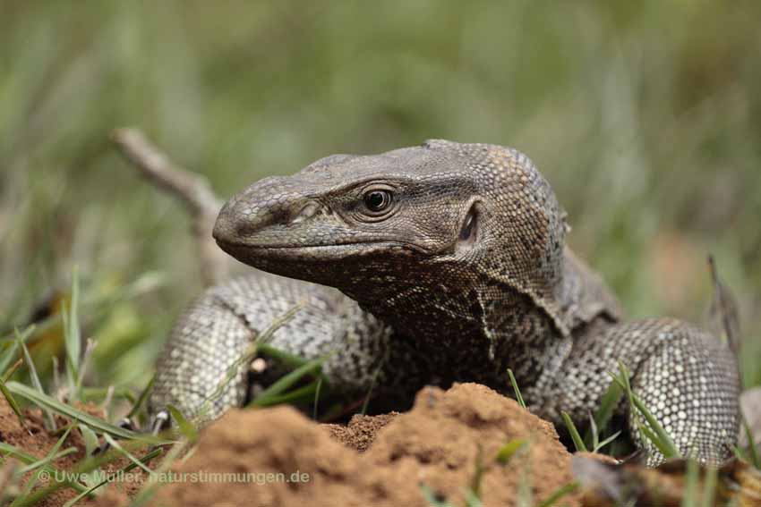 Bengalenwaran (Varanus bengalensis)