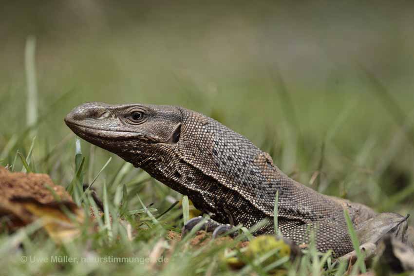 Bengalenwaran (Varanus bengalensis nebulosus)