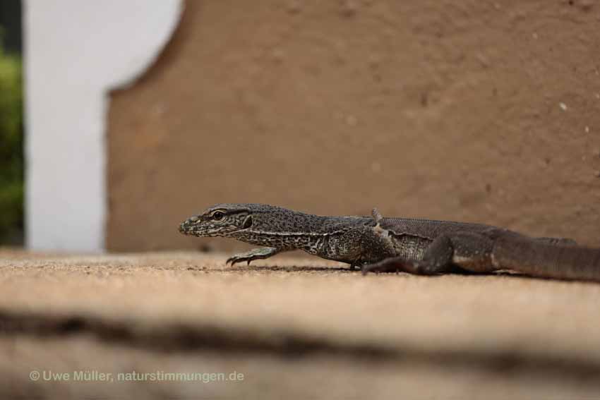 Bengalenwaran (Varanus bengalensis nebulosus)