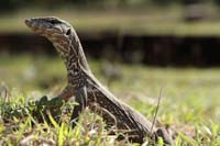 Bengalenwaran (Varanus bengalensis nebulosus)