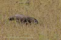 Bengalenwaran (Varanus bengalensis nebulosus)