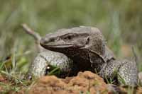 Bengalenwaran (Varanus bengalensis)