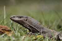 Bengalenwaran (Varanus bengalensis)