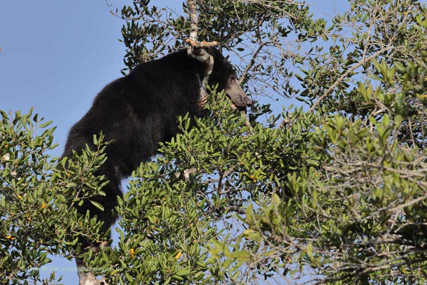 Lippenbär (Melursus ursinus)