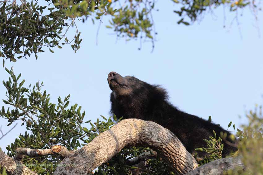 Lippenbär (Melursus ursinus)