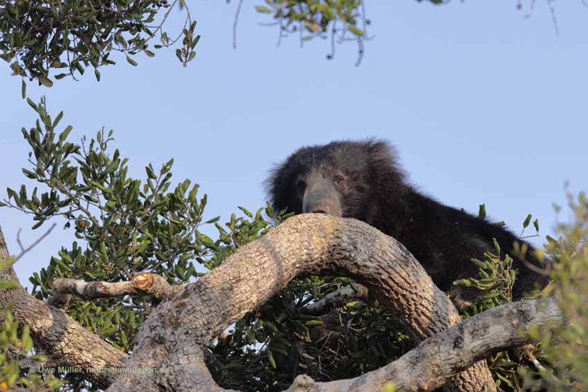 Lippenbär (Melursus ursinus)