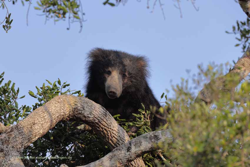 Lippenbär (Melursus ursinus)