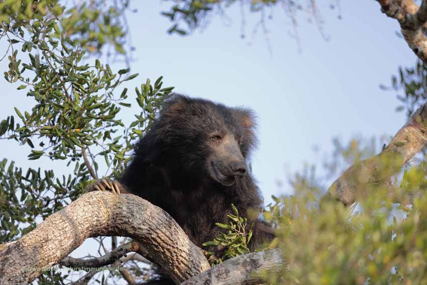 Lippenbär (Melursus ursinus)