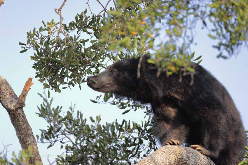 Lippenbär (Melursus ursinus)