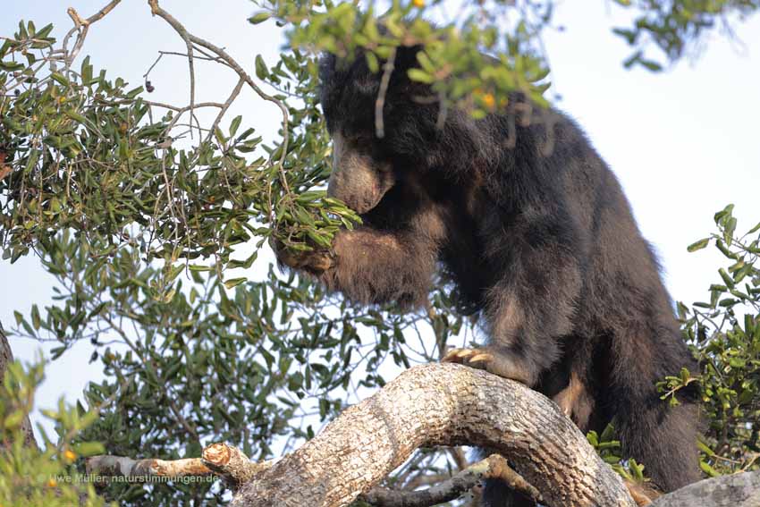 Lippenbär (Melursus ursinus)