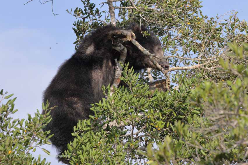 Lippenbär (Melursus ursinus)