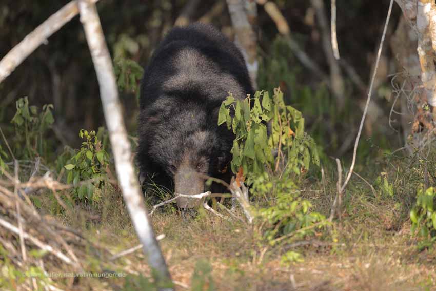 Lippenbär (Melursus ursinus)