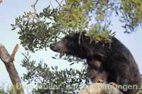 Lippenbär (Melursus ursinus)