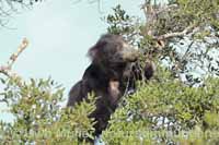 Lippenbär (Melursus ursinus)