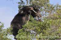 Lippenbär (Melursus ursinus)