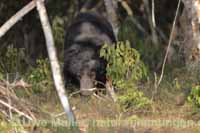 Lippenbär (Melursus ursinus)