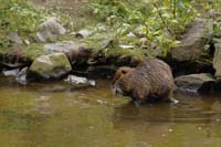 Biber (Castoridae)