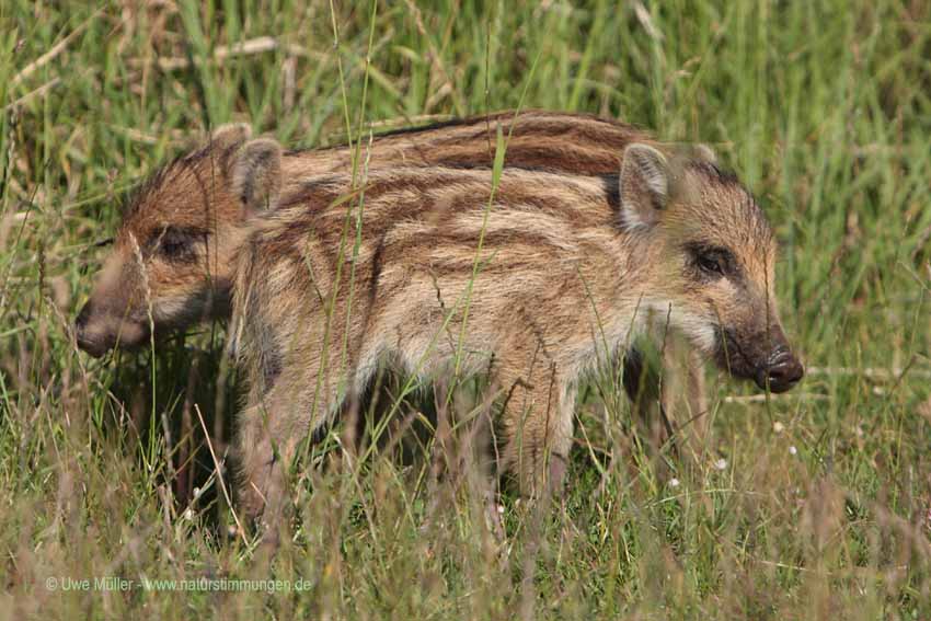 Wildschwein (Sus scrofa)