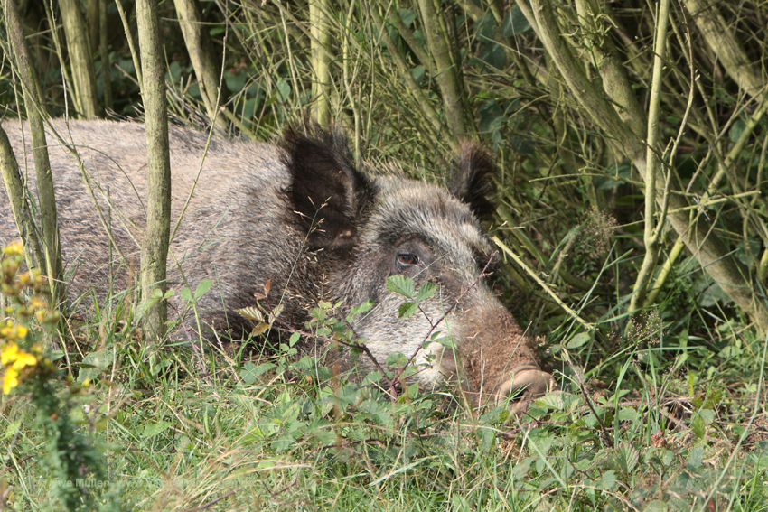 Wildschwein (Sus scrofa)