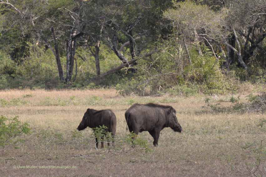 Indisches Wildschwein (Sus scrofa cristatus)