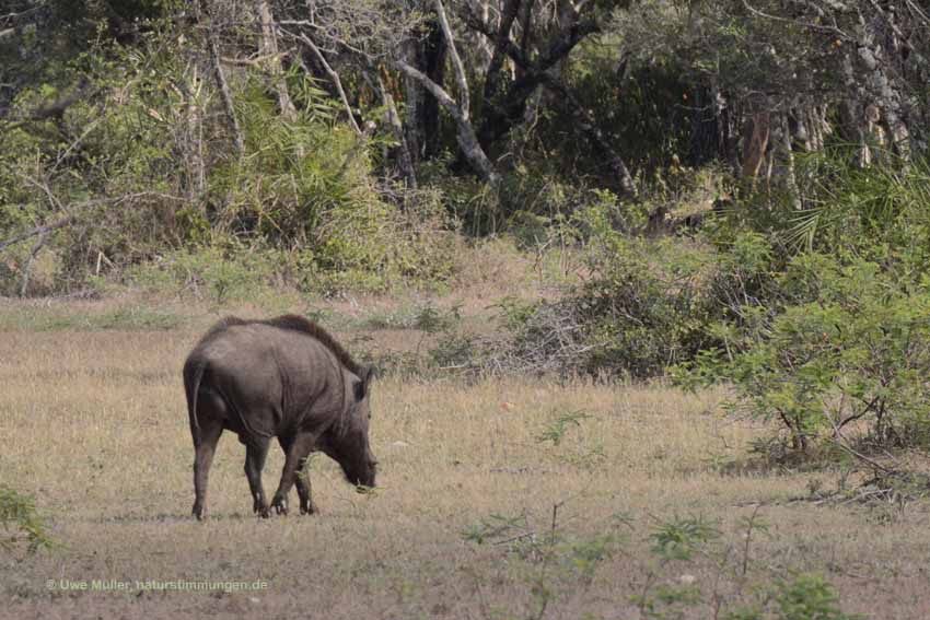 Indisches Wildschwein (Sus scrofa cristatus)