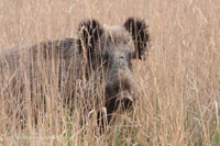 Wildschwein (Sus scrofa)