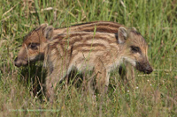 Wildschwein (Sus scrofa)