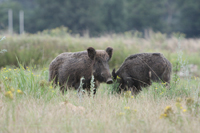 Wildschwein (Sus scrofa)