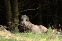 Wildschwein (Sus scrofa)