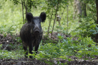 Echte Schweine (Suidae)