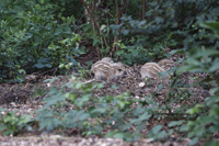 Wildschwein (Sus scrofa)