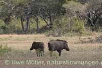 Indisches Wildschwein (Sus scrofa cristatus)