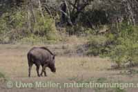 Indisches Wildschwein (Sus scrofa cristatus)