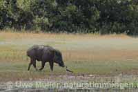 Indisches Wildschwein (Sus scrofa cristatus)