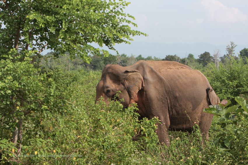 Asiatischer Elefant (Elephas maximus)