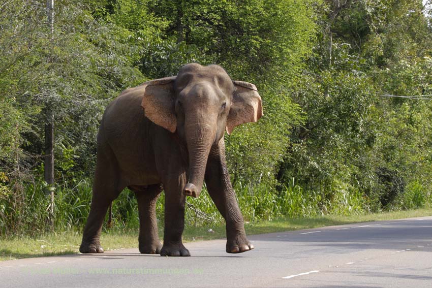 Asiatischer Elefant (Elephas maximus)