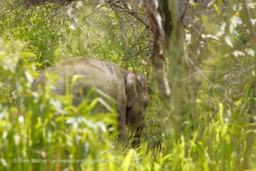 Asiatischer Elefant (Elephas maximus)