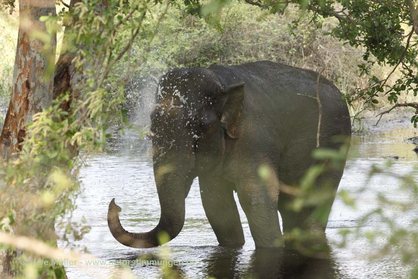 Asiatischer Elefant (Elephas maximus)