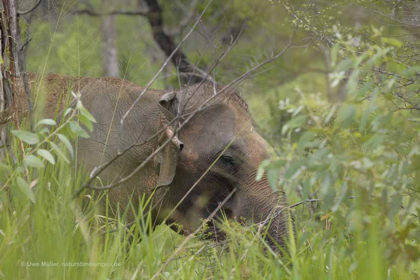 Sri-Lanka-Elefant, auch Ceylon-Elefant (Elephas maximus maximus)