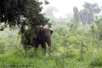 Asiatischer Elefant (Elephas maximus)