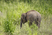 Asiatischer Elefant (Elephas maximus)