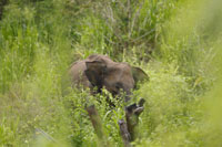 Asiatischer Elefant (Elephas maximus)