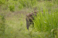 Asiatischer Elefant (Elephas maximus)