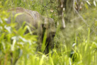 Asiatischer Elefant (Elephas maximus)